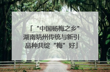 “中国杨梅之乡”湖南靖州传统与新引品种共绽“梅”好