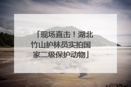 现场直击！湖北竹山护林员实拍国家二级保护动物