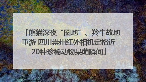 熊猫深夜“圈地”、羚牛故地重游 四川崇州红外相机定格近20种珍稀动物呆萌瞬间
