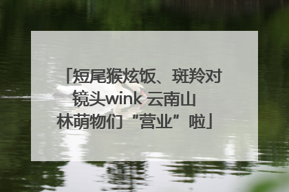 短尾猴炫饭、斑羚对镜头wink 云南山林萌物们“营业”啦