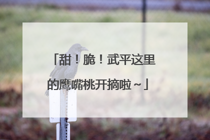 甜！脆！武平这里的鹰嘴桃开摘啦～