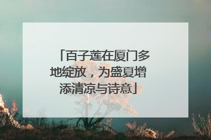 百子莲在厦门多地绽放，为盛夏增添清凉与诗意