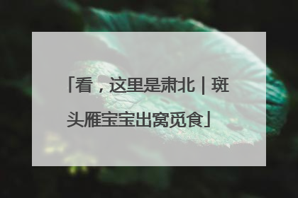 看，这里是肃北｜斑头雁宝宝出窝觅食
