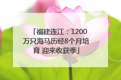 福建连江：1200万只海马历经8个月培育 迎来收获季