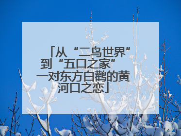 从“二鸟世界”到“五口之家” 一对东方白鹳的黄河口之恋