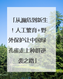 从濒危到新生！人工繁育+野外保护让中国绿孔雀走上种群逆袭之路