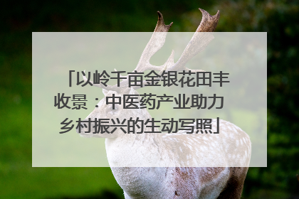 以岭千亩金银花田丰收景：中医药产业助力乡村振兴的生动写照
