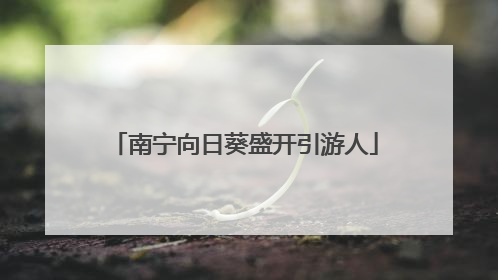 南宁向日葵盛开引游人