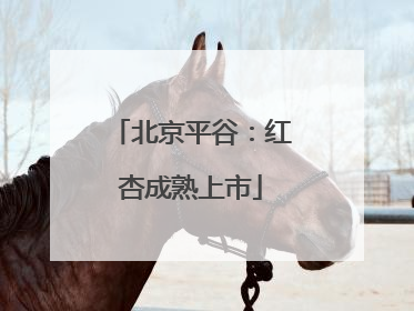 北京平谷：红杏成熟上市