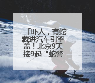 吓人，有蛇藏进汽车引擎盖！北京9天接9起“蛇警”