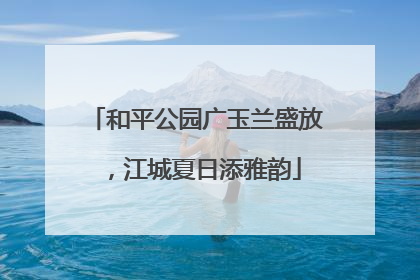 和平公园广玉兰盛放，江城夏日添雅韵