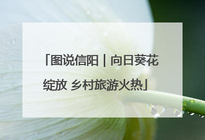 图说信阳｜向日葵花绽放 乡村旅游火热