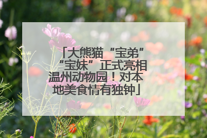 大熊猫“宝弟”“宝妹”正式亮相温州动物园！对本地美食情有独钟