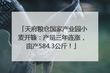 天府粮仓国家产业园小麦开镰：产量三年连涨，亩产584.3公斤！