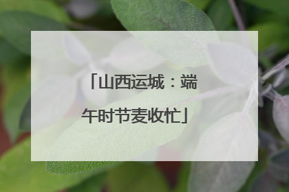 山西运城：端午时节麦收忙