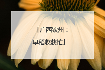 广西钦州：早稻收获忙
