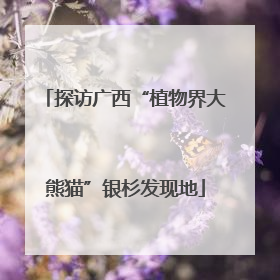 探访广西“植物界大熊猫”银杉发现地