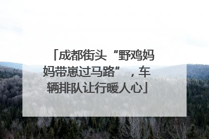 成都街头“野鸡妈妈带崽过马路”，车辆排队让行暖人心