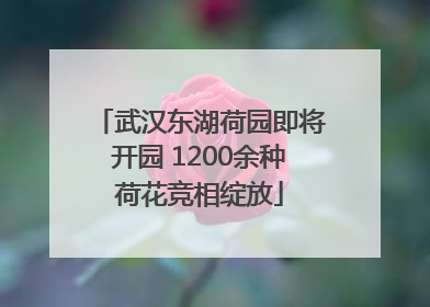 武汉东湖荷园即将开园 1200余种荷花竞相绽放