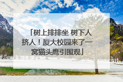 树上排排坐 树下人挤人！厦大校园来了一窝猫头鹰引围观