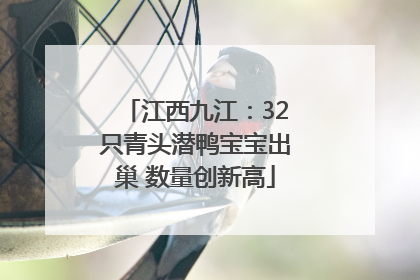 江西九江：32只青头潜鸭宝宝出巢 数量创新高