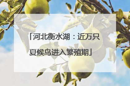 河北衡水湖：近万只夏候鸟进入繁殖期