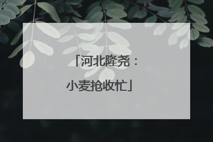 河北隆尧：小麦抢收忙
