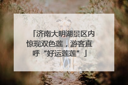 济南大明湖景区内惊现双色莲，游客直呼“好运莲莲”