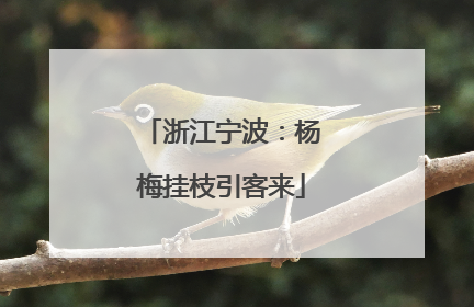 浙江宁波：杨梅挂枝引客来