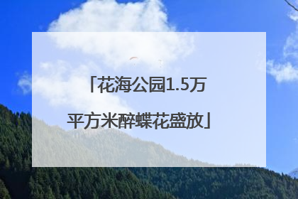 花海公园1.5万平方米醉蝶花盛放