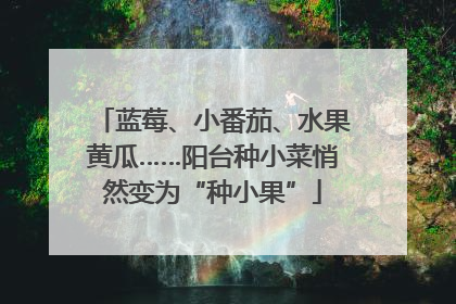 蓝莓、小番茄、水果黄瓜……阳台种小菜悄然变为“种小果”