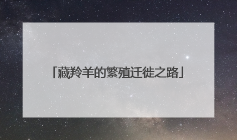 藏羚羊的繁殖迁徙之路