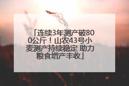 连续3年测产破800公斤！山农43号小麦测产持续稳定 助力粮食增产丰收