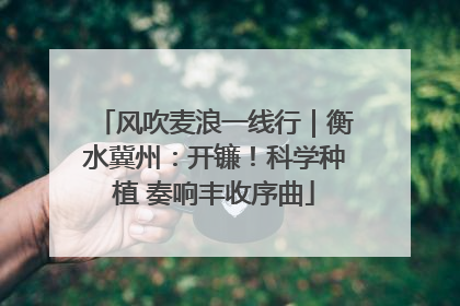 风吹麦浪一线行｜衡水冀州：开镰！科学种植 奏响丰收序曲