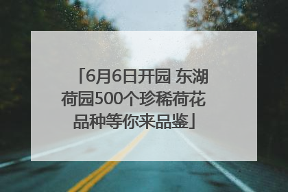 6月6日开园 东湖荷园500个珍稀荷花品种等你来品鉴